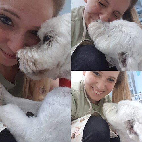Maár- petsitter Budapest or Pet nanny for dogs