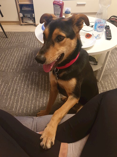 Maár- petsitter Budapest or Pet nanny for dogs