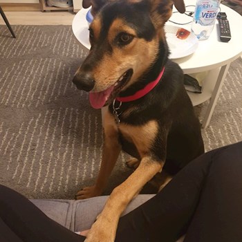 thumbnail petsitter Budapest or pet nanny for dogs