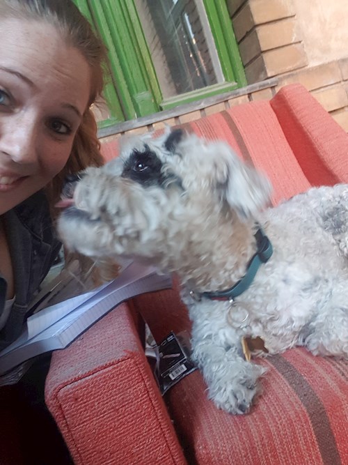 Maár- petsitter Budapest or Pet nanny for dogs