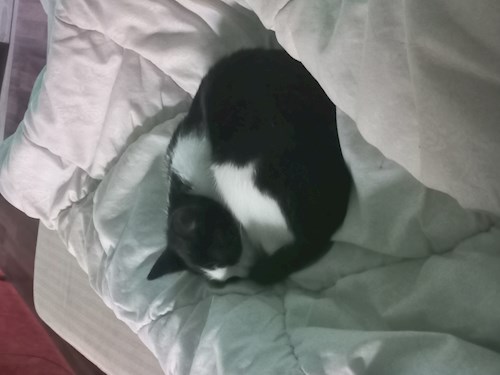 Besze- petsitter Szeged or Pet nanny for dogs cats