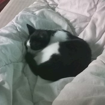 thumbnail petsitter Szeged or pet nanny for dogs cats