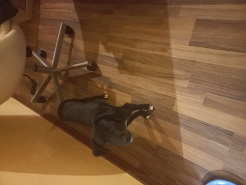 Besze- petsitter Szeged or Pet nanny for dogs cats