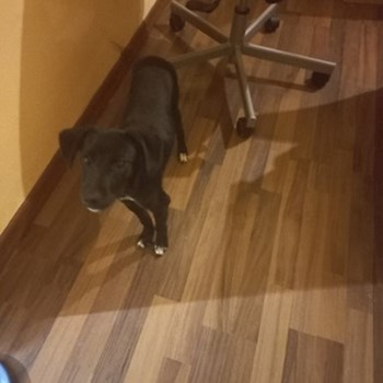 thumbnail petsitter Szeged or pet nanny for dogs cats