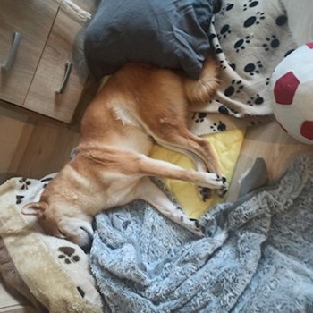  thumbnail petsitter Budapest or pet nanny for dogs cats 