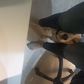  thumbnail petsitter Budapest or pet nanny for dogs cats 
