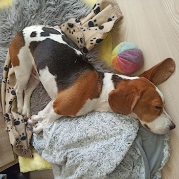  thumbnail petsitter Budapest or pet nanny for dogs cats 