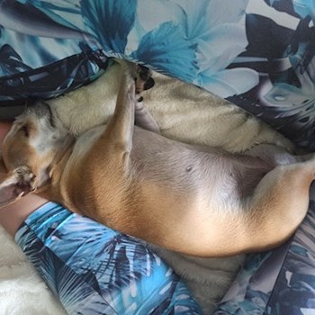  thumbnail petsitter Budapest or pet nanny for dogs cats 
