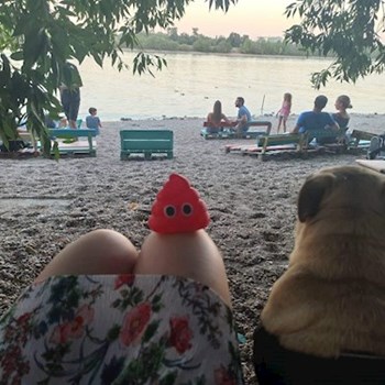  thumbnail petsitter Budapest or pet nanny for dogs cats 