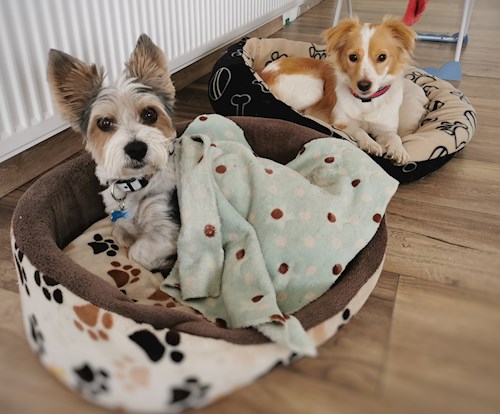 Orsolya- petsitter Érd or Pet nanny for dogs cats