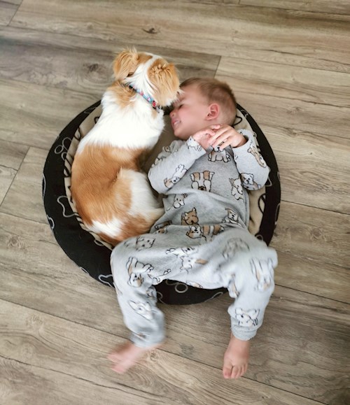 Orsolya- petsitter Érd or Pet nanny for dogs cats