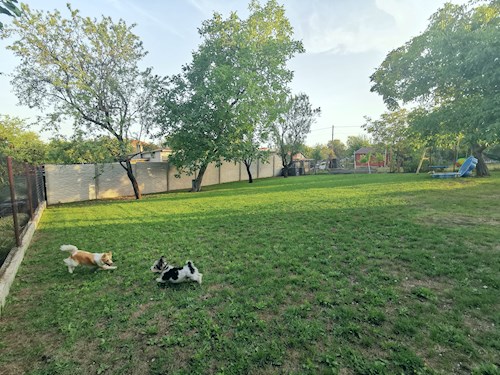 Orsolya- petsitter Érd or Pet nanny for dogs cats