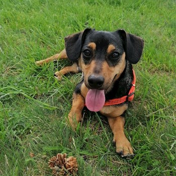  thumbnail petsitter Budapest or pet nanny for dogs cats 