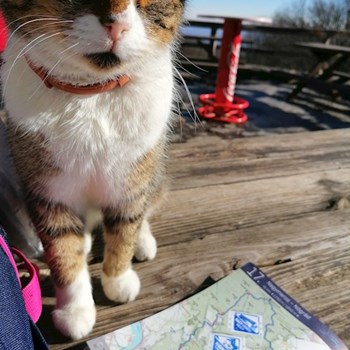  thumbnail petsitter Budapest or pet nanny for dogs cats 