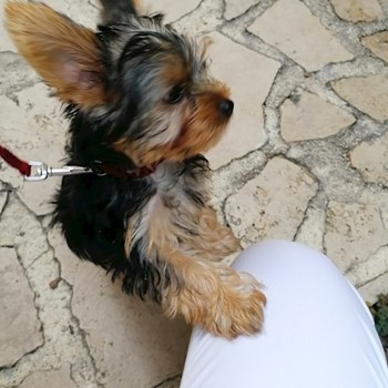  thumbnail petsitter Budapest or pet nanny for dogs cats 