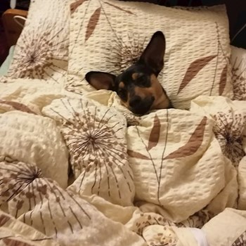  thumbnail petsitter Budapest or pet nanny for dogs cats 