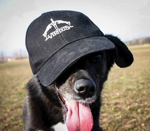 Bogya- petsitter Dunakeszi or Pet nanny for dogs cats