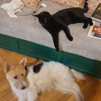  thumbnail petsitter Budapest; Belváros; Palotanegyed; Rökk Szilárd u. or pet nanny for dogs cats 