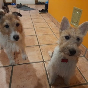  thumbnail petsitter Budapest; Belváros; Palotanegyed; Rökk Szilárd u. or pet nanny for dogs cats 