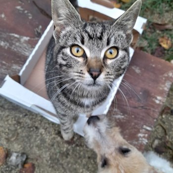  thumbnail petsitter Budapest; Belváros; Palotanegyed; Rökk Szilárd u. or pet nanny for dogs cats 