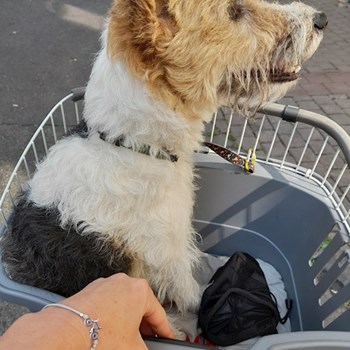  thumbnail petsitter Budapest; Belváros; Palotanegyed; Rökk Szilárd u. or pet nanny for dogs cats 