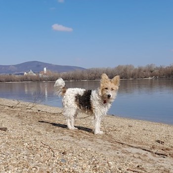  thumbnail petsitter Budapest; Belváros; Palotanegyed; Rökk Szilárd u. or pet nanny for dogs cats 