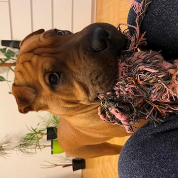  thumbnail petsitter Budapest or pet nanny for 