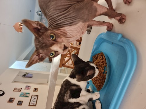 Kopaszné- petsitter Tárnok or Pet nanny for dogs cats