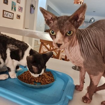 thumbnail petsitter Tárnok or pet nanny for dogs cats