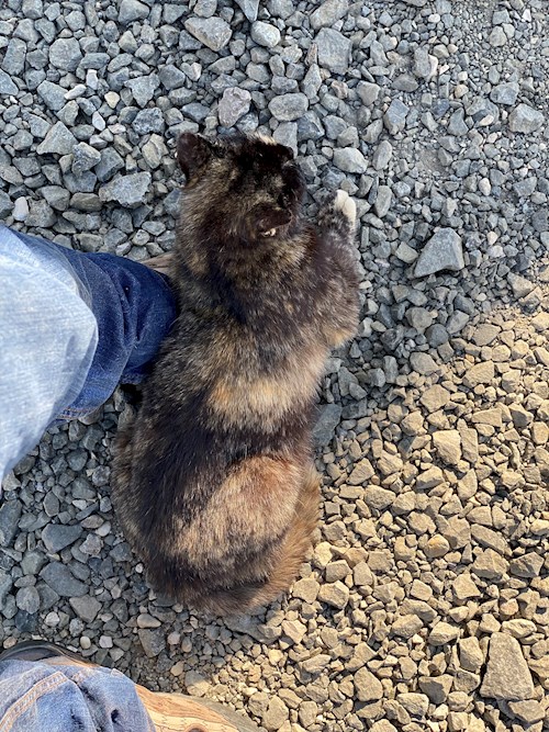 Tibor- petsitter Budapest or Pet nanny for dogs cats