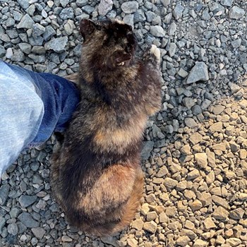 thumbnail petsitter Budapest or pet nanny for dogs cats