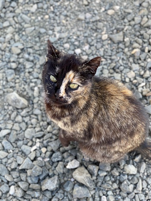 Tibor- petsitter Budapest or Pet nanny for dogs cats