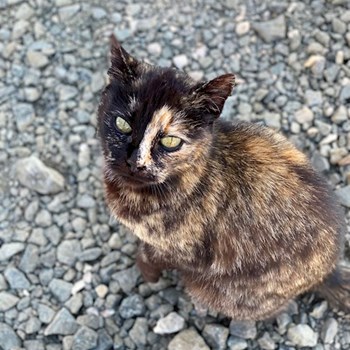 thumbnail petsitter Budapest or pet nanny for dogs cats