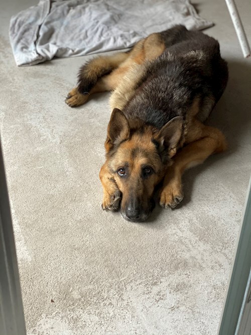 Tibor- petsitter Budapest or Pet nanny for dogs cats