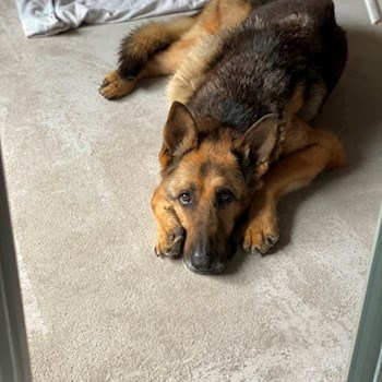 thumbnail petsitter Budapest or pet nanny for dogs cats