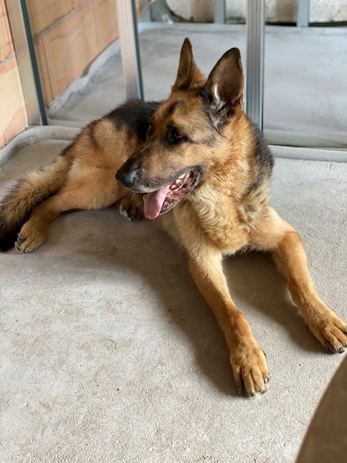 Tibor- petsitter Budapest or Pet nanny for dogs cats