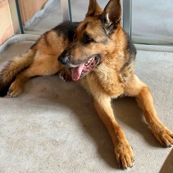 thumbnail petsitter Budapest or pet nanny for dogs cats