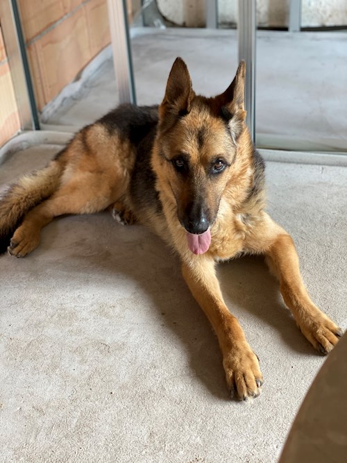 Tibor- petsitter Budapest or Pet nanny for dogs cats