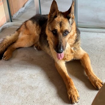 thumbnail petsitter Budapest or pet nanny for dogs cats