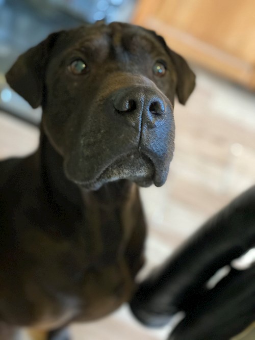 Tibor- petsitter Budapest or Pet nanny for dogs cats