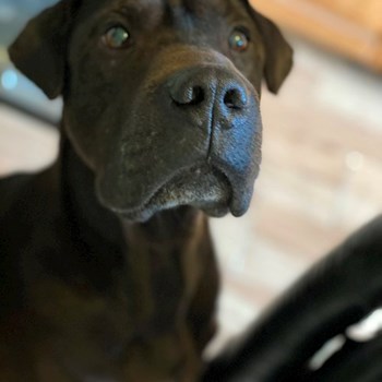 thumbnail petsitter Budapest or pet nanny for dogs cats