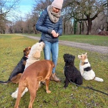  thumbnail petsitter Budapest; Belváros; Palotanegyed; Rökk Szilárd u. or pet nanny for dogs cats 