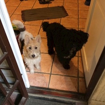  thumbnail petsitter Budapest; Belváros; Palotanegyed; Rökk Szilárd u. or pet nanny for dogs cats 