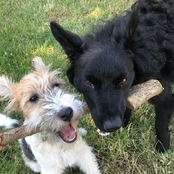 thumbnail petsitter Budapest; Belváros; Palotanegyed; Rökk Szilárd u. or pet nanny for dogs cats 