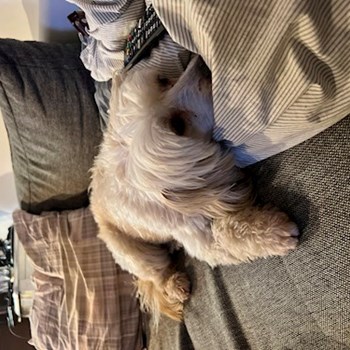  thumbnail petsitter Budapest or pet nanny for dogs cats 