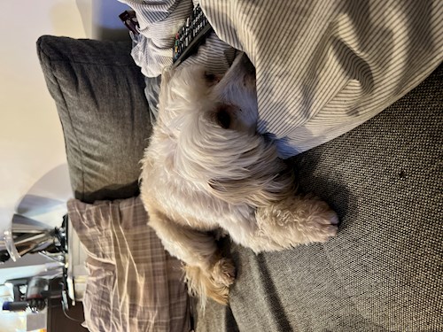 Orgován- petsitter Budapest or Pet nanny for dogs cats