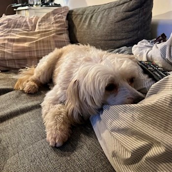 thumbnail petsitter Budapest or pet nanny for dogs cats