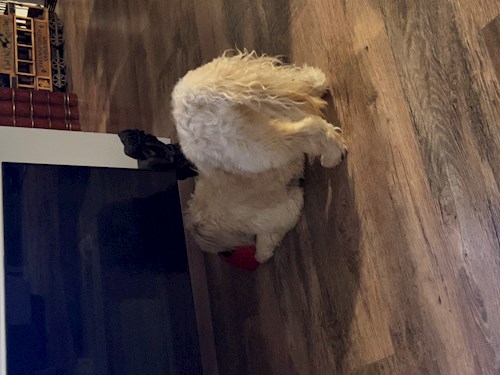 Orgován- petsitter Budapest or Pet nanny for dogs cats