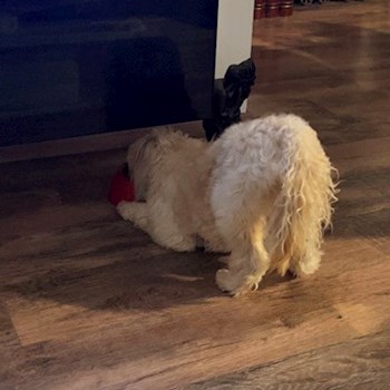 thumbnail petsitter Budapest or pet nanny for dogs cats