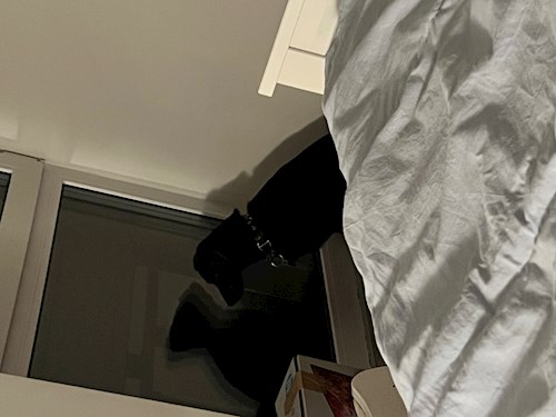 Orgován- petsitter Budapest or Pet nanny for dogs cats